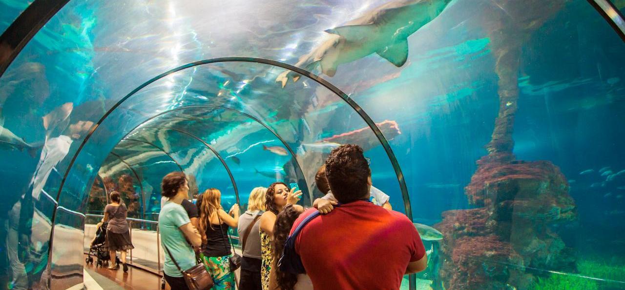 Аквариум барселоны (l’aquàrium de barcelona)