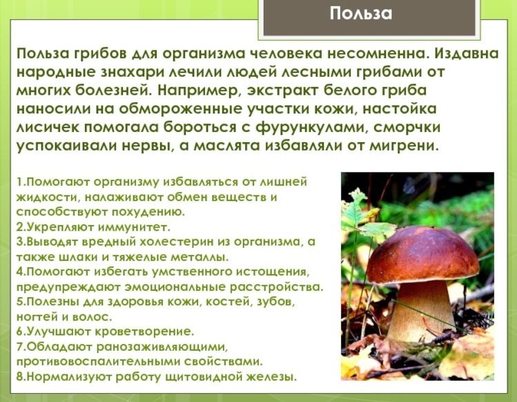 Польза грибов для организма человека