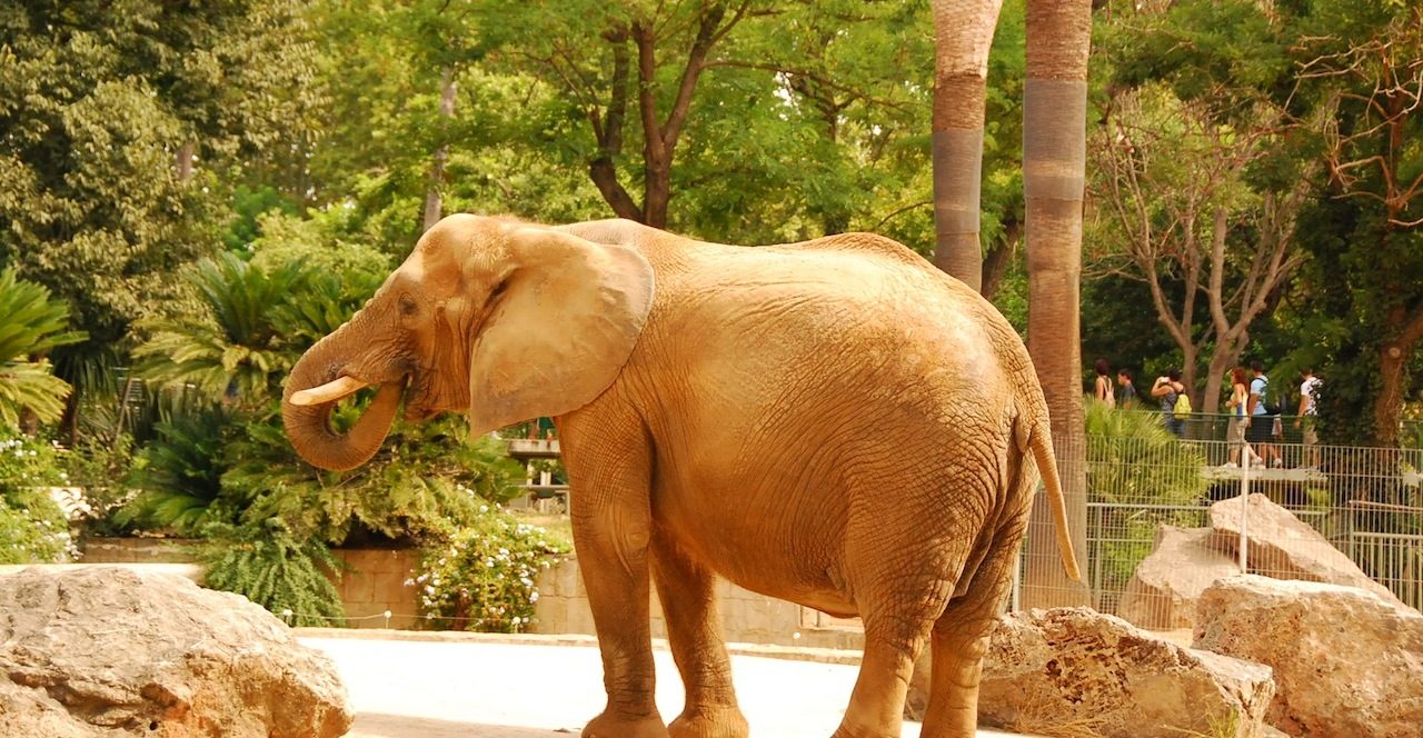 Зоопарк барселоны (zoo barcelona)