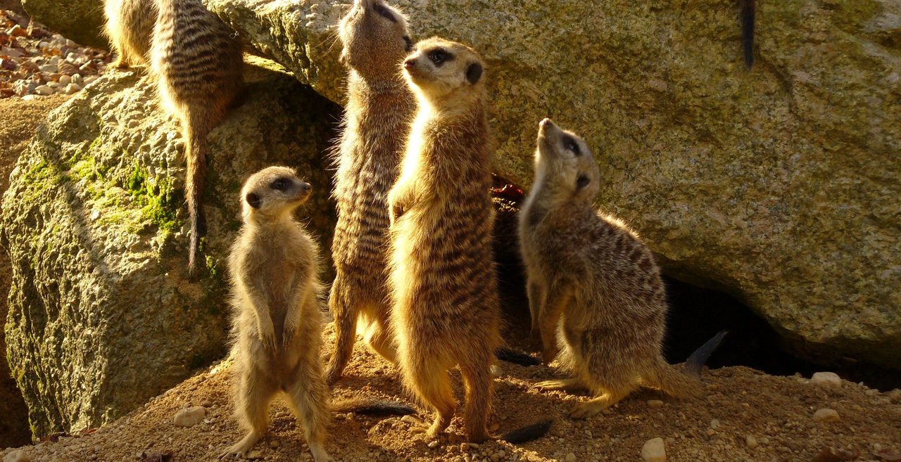 Зоопарк барселоны (zoo barcelona)