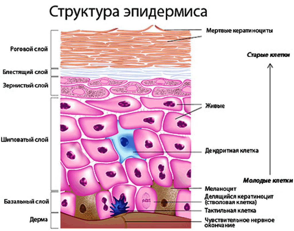 Как избавиться от веснушек 11