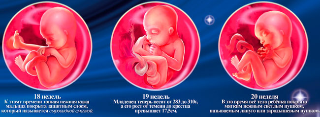 Картинки плода
