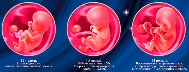 Картинки плода