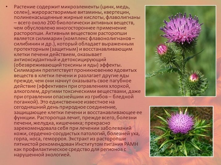 Состав расторопши (чертополоха)