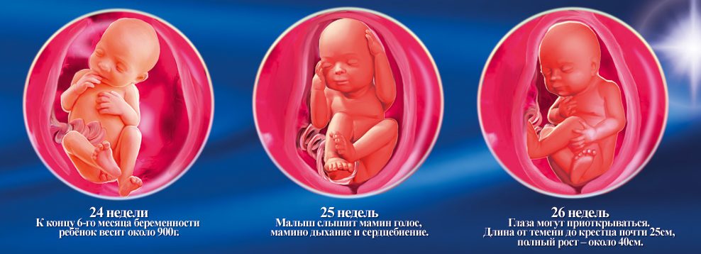 Картинки плода