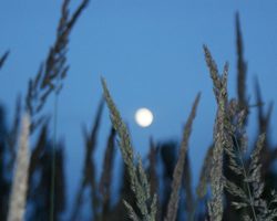 Лунный посевной календарь садовода и огородника Урала на 2025 год: благоприятные и неблагоприятные лунные дни. Календарь посадок овощей, корнеплодов, деревьев и кустарников для Урала на 2025 год: таблица
