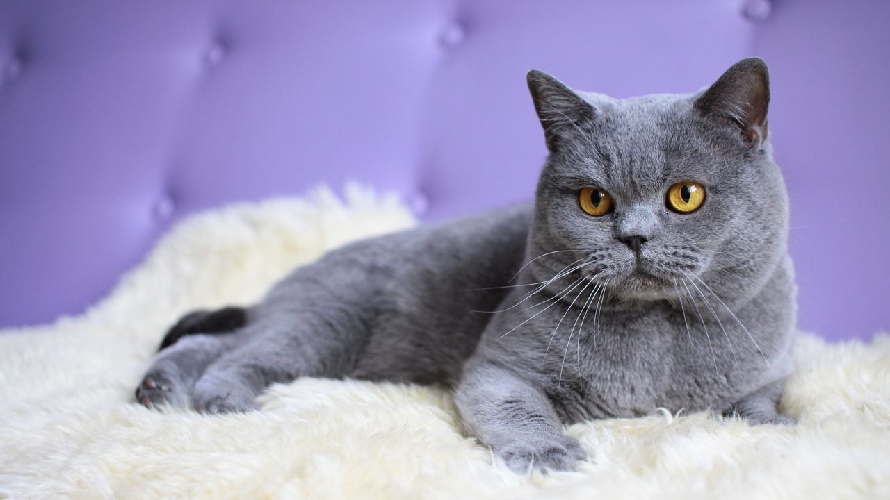 Полугодовалая кошечка