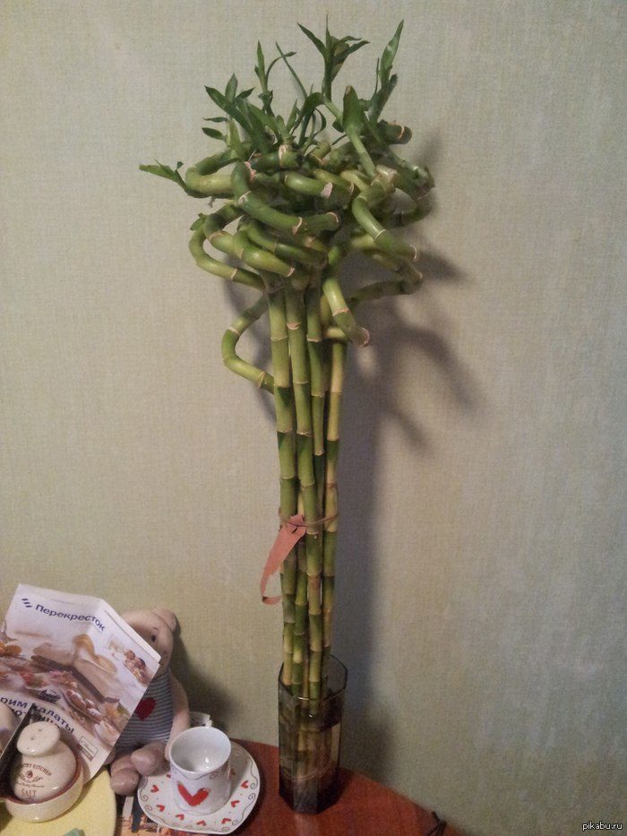 Бамбук