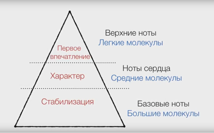 Общий вид парфюмерной пирамиды: верхние ноты — большое количество маленьких и летучих ароматических молекул; средние ноты составляют молекулы среднего размера со средней летучестью; у молекул базовых нот самая низкая летучесть.