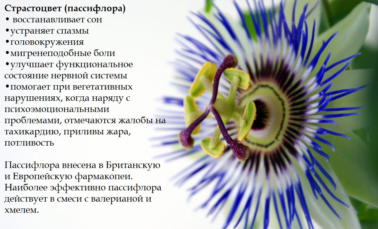 Пассифлора и ее полезные свойства