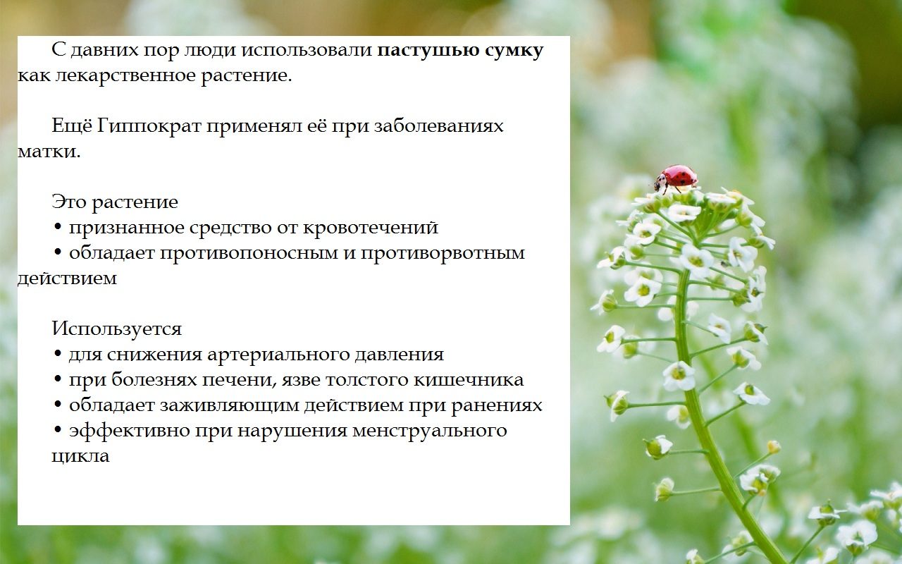 Пастушья сумка и ее полезные свойства