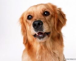 Сонник собака. К чему снится собака? Значение сна о собаке