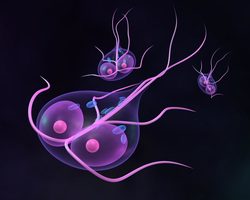 Лямблии. Лечение народными средствами лямблиоза