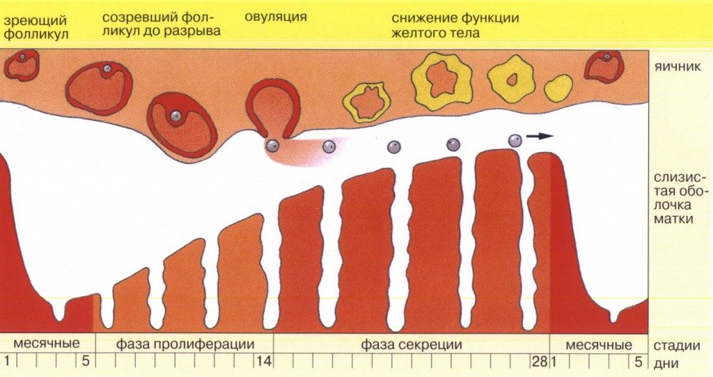 Менструальный цикл