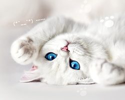 Как понять, что у кошки течка? Сколько длится течка у кошек?
