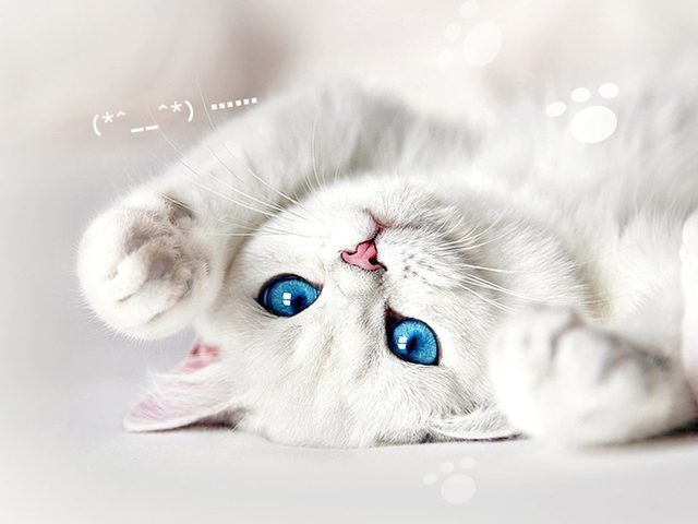 Как понять, что у кошки течка? Сколько длится течка у кошек?