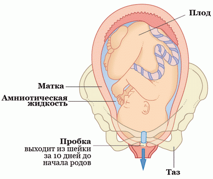 Как долго отходит пробка перед родами?
