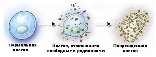 Повреждение свободными радикалами клетки сперматозоида
