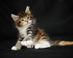 Котёнок в доме. Первые дни котёнка в новом доме