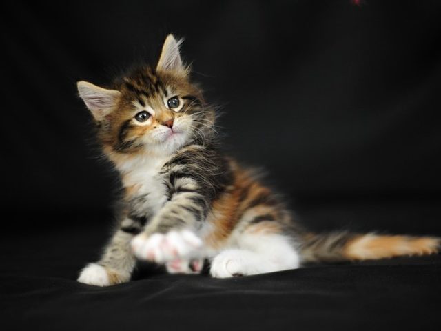 Котёнок в доме. Первые дни котёнка в новом доме