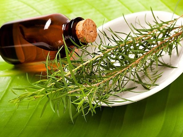Как применять масло чайного дерева для лица? Рецепты масок. Масло чайного дерева от прыщей