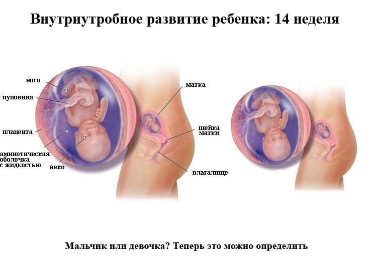 Развитие плода на 14 неделе беременности