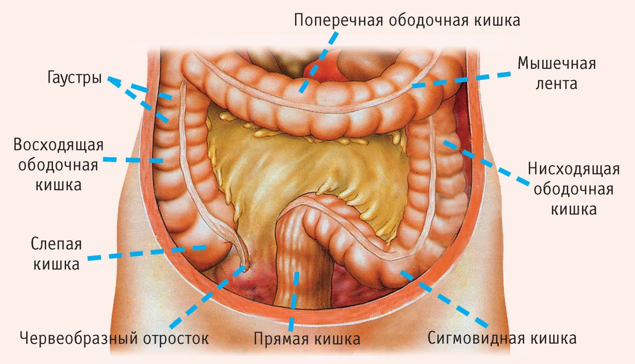 Подробное строение кишечника человека