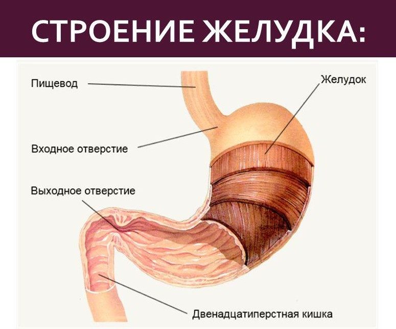 Строение желудка