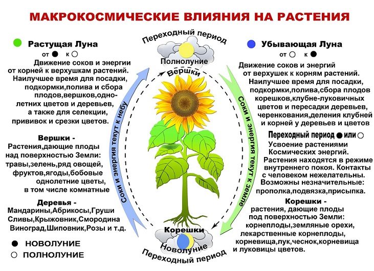 Схема влияния луны на сокодвижение растений