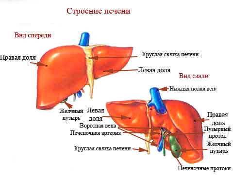 Строение печени
