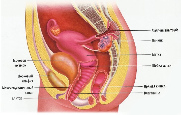 Органы малого таза у женщин