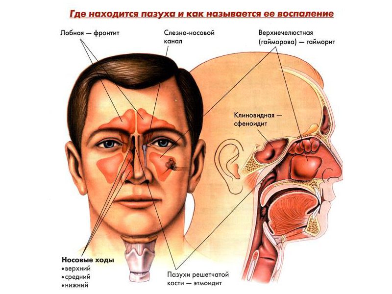 Расположение пазух
