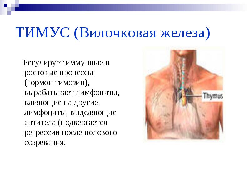 Вилочковая железа