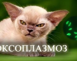 Токсоплазмоз у беременных, у детей и у взрослых. Симптомы и лечение токсоплазмоза. Опасен ли токсоплазмоз при беременности?