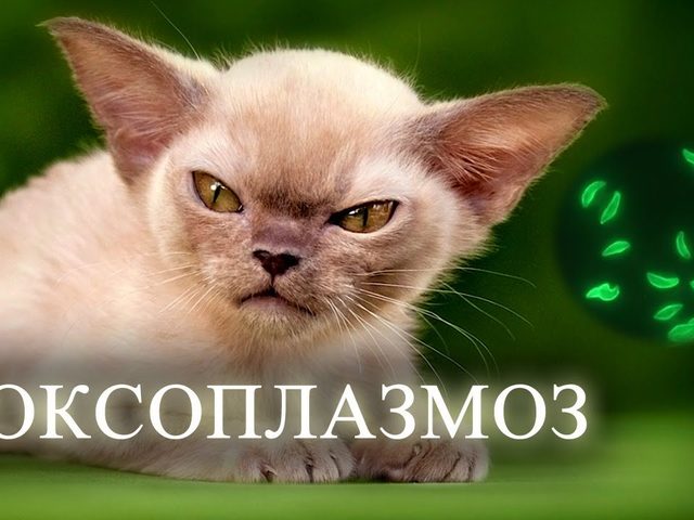 Токсоплазмоз у беременных, у детей и у взрослых. Симптомы и лечение токсоплазмоза. Опасен ли токсоплазмоз при беременности?