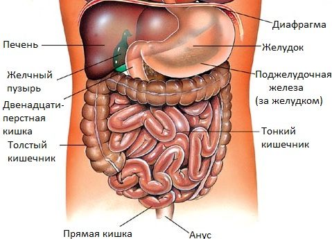 Внутренние органы брюшной полости человека