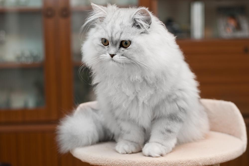 Персидская кошка