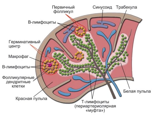 Строение селезенки