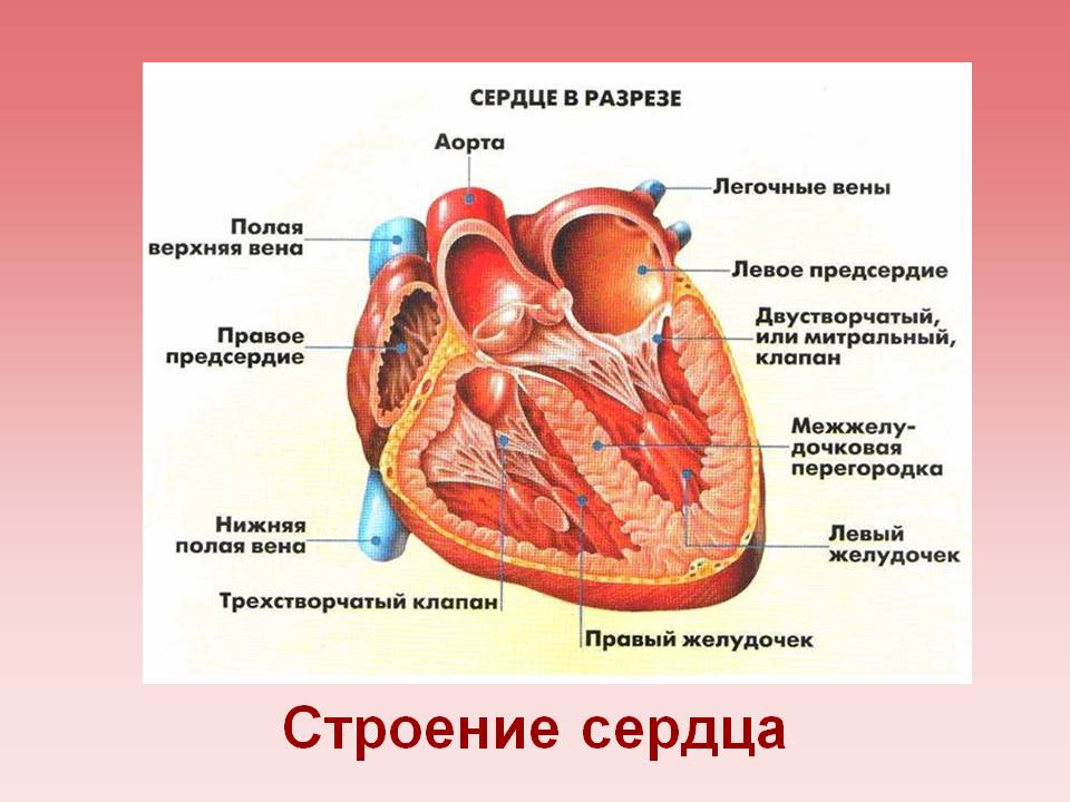 Строение сердца, сердце в разрезе