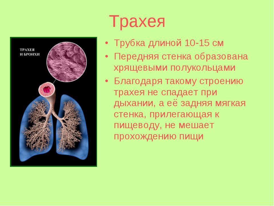 Трахея и бронхи, строение