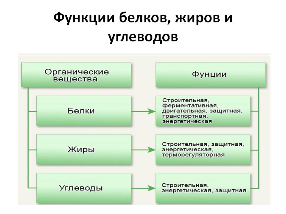 Функции нутриентов при метаболизме.