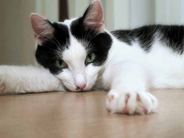 Энцефалит у животных: как проявляется у кошек и собак? Укус энцефалитного клеща у собак и кошек: симптомы, признаки, лечение, прививка