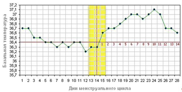 Нормальное течение цикла