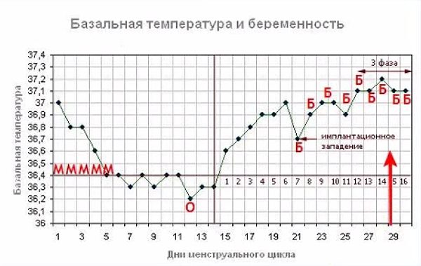График, демонстрирующий наличие оплодотворения