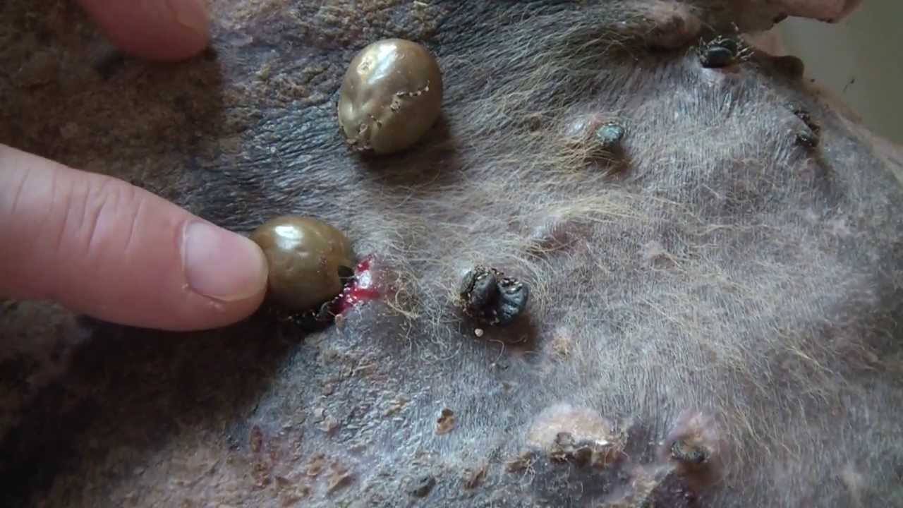 Клещи на теле животного