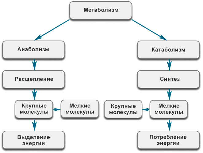 Метаболизм.
