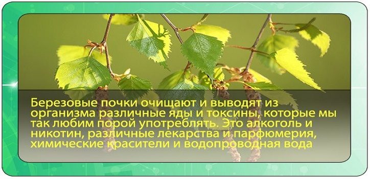 Почки березы для детоксикации печени