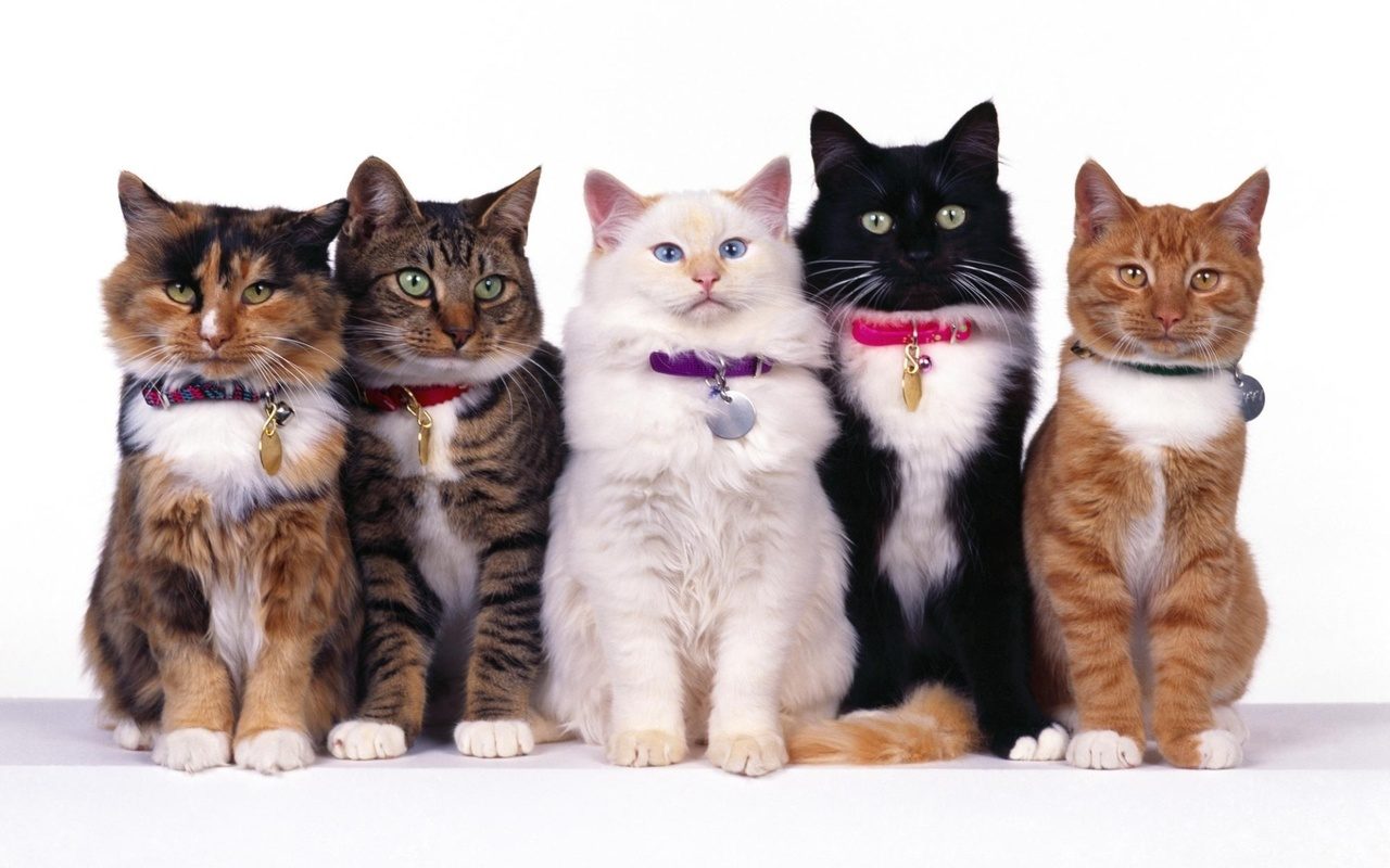 Разноцветные кошки