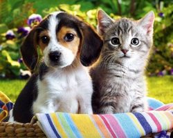 Как самостоятельно избавиться от блох у кошки и собаки? Средства от блох у кошек и собак