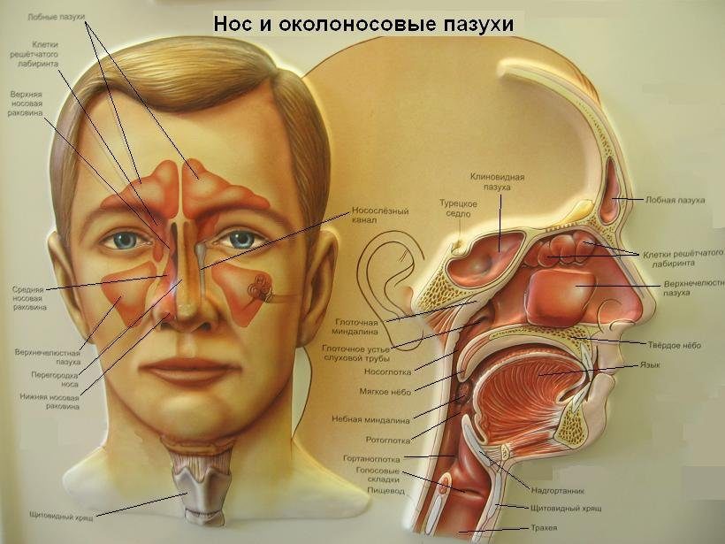 Заболевания носа